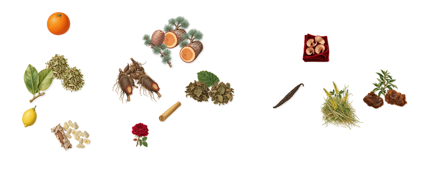Fleur de Maté’s scent picture, a draft: mate, cedar, patchouli, cypriol, labdanum, frankincense drawn so far; dashed outlines where nothing is drawn yet