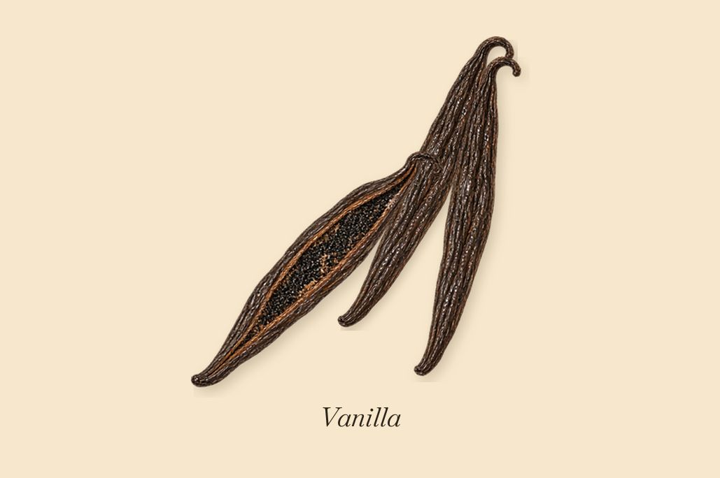 Gingembre Pétillant, what stays: Vanilla