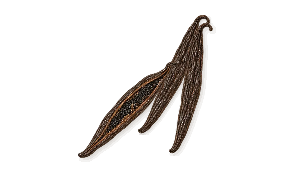 Gingembre Pétillant, what stays: Vanilla
