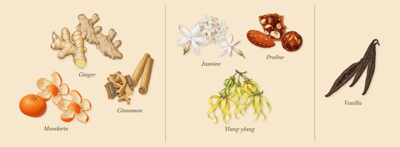 Gingembre Pétillant’s scent picture, a draft: mandarin, ginger, cinnamon, ylang-ylang, praline, jasmine drawn so far; dashed outlines where nothing is drawn yet