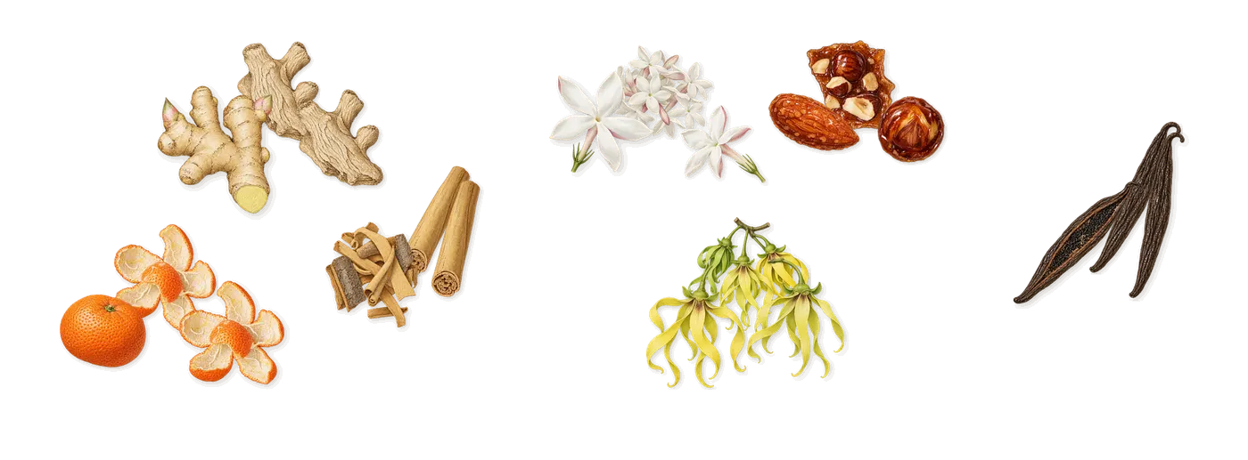 Gingembre Pétillant’s scent picture, a draft: mandarin, ginger, cinnamon, ylang-ylang, praline, jasmine drawn so far; dashed outlines where nothing is drawn yet