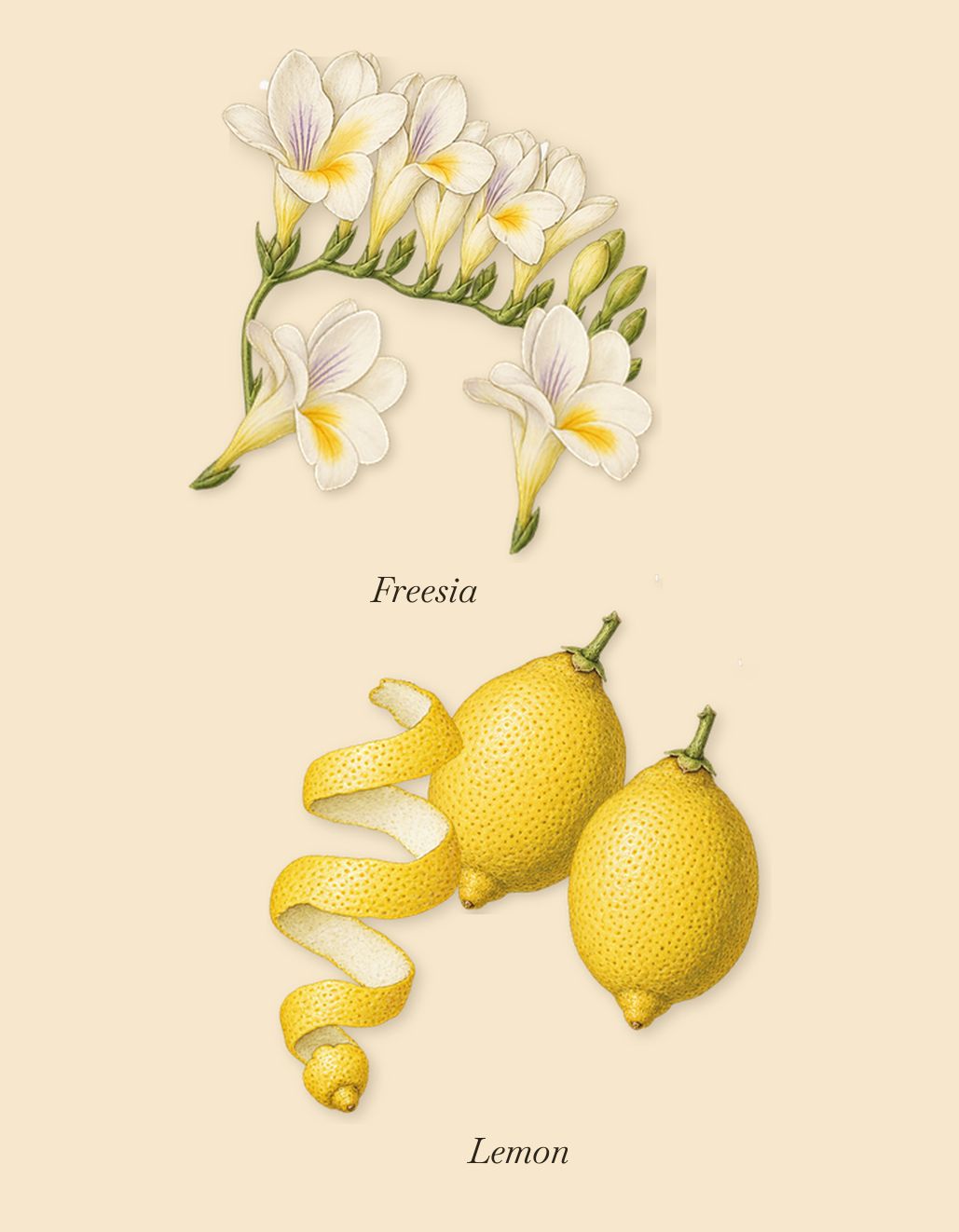 Jasmin au Soleil, as it settles: Freesia, Lemon