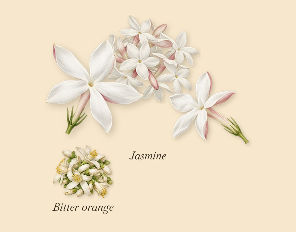 Jasmin au Soleil, when you spray it: Jasmine, Bitter orange
