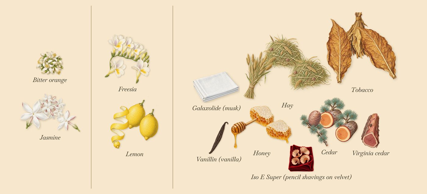 Jasmin au Soleil’s scent picture, a draft: jasmine, freesia, lemon, honey, cedar, hay drawn so far; dashed outlines where nothing is drawn yet