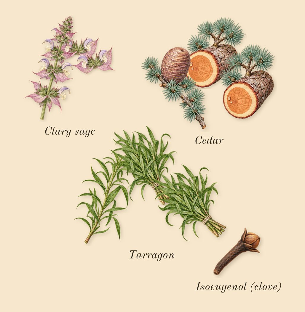 Man Eau Fraîche, heart: Tarragon, Cedar, Clary sage, Isoeugenol (clove)
