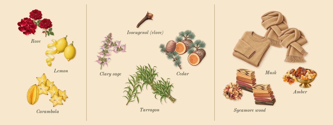 Man Eau Fraîche’s scent picture, a draft: lemon, rose, carambola, tarragon, cedar, clary sage drawn so far; dashed outlines where nothing is drawn yet