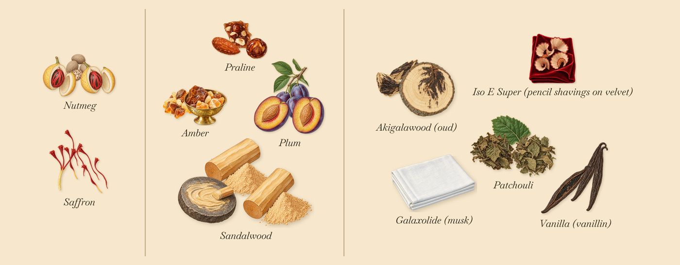 Patchouli Précieux’s scent picture, a draft: nutmeg, saffron, amber, sandalwood, patchouli, akigalawood (oud) drawn so far; dashed outlines where nothing is drawn yet