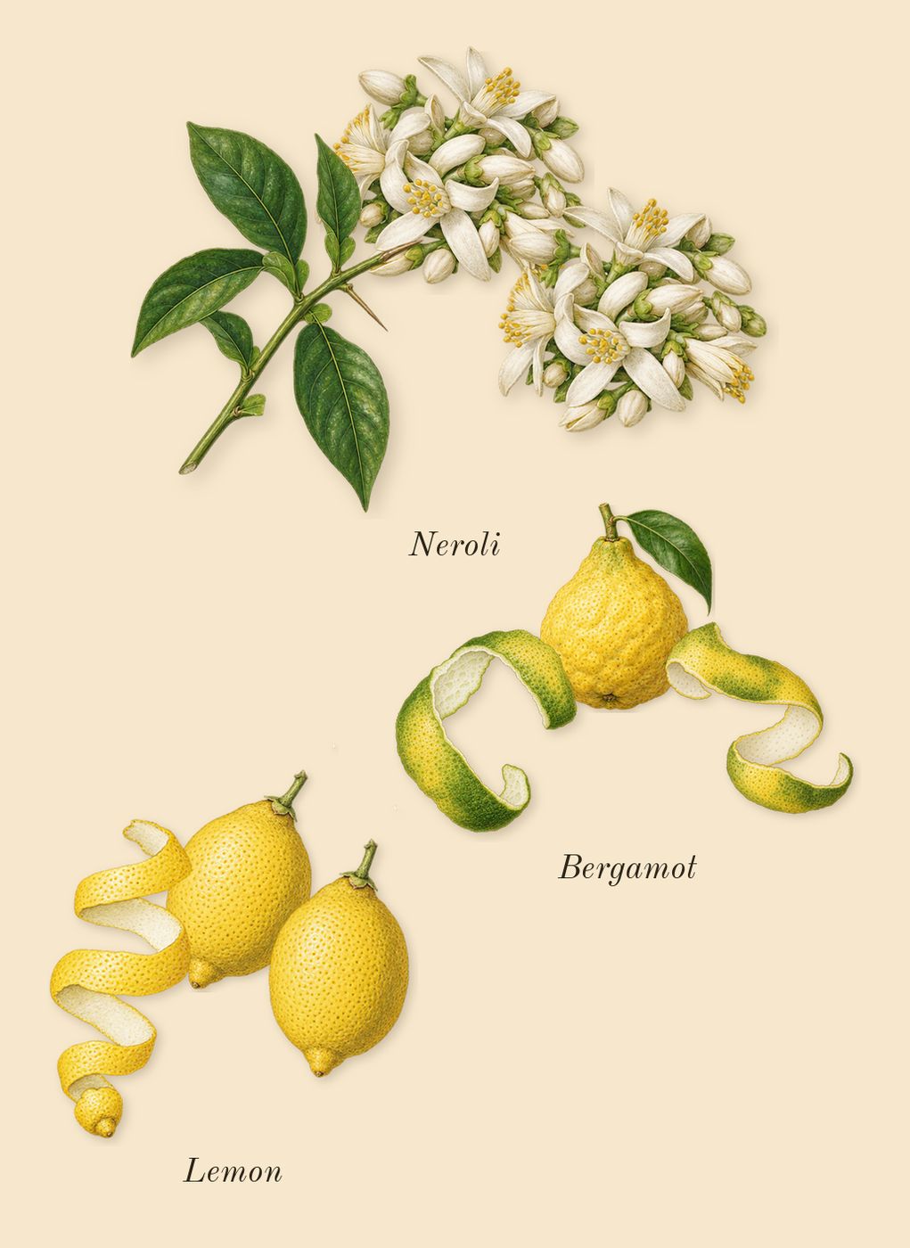 Pour Homme, top notes: Bergamot, Neroli, Lemon