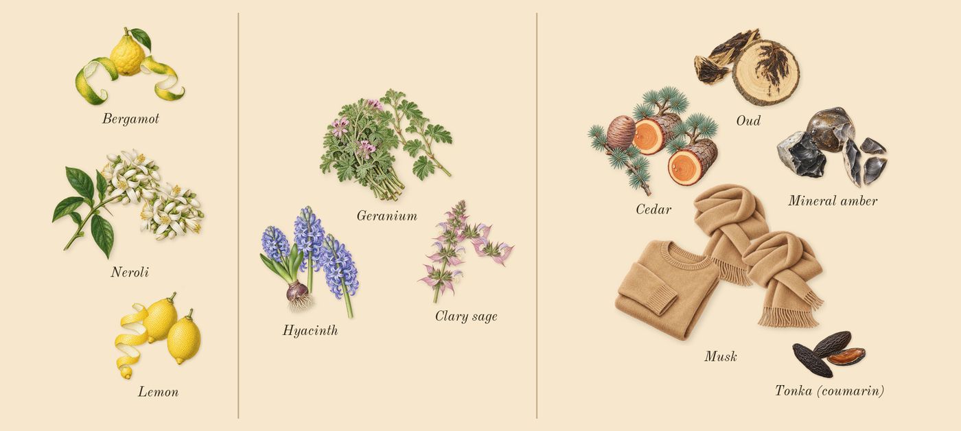 Pour Homme’s scent picture, a draft: bergamot, neroli, lemon, geranium, clary sage, hyacinth drawn so far; dashed outlines where nothing is drawn yet