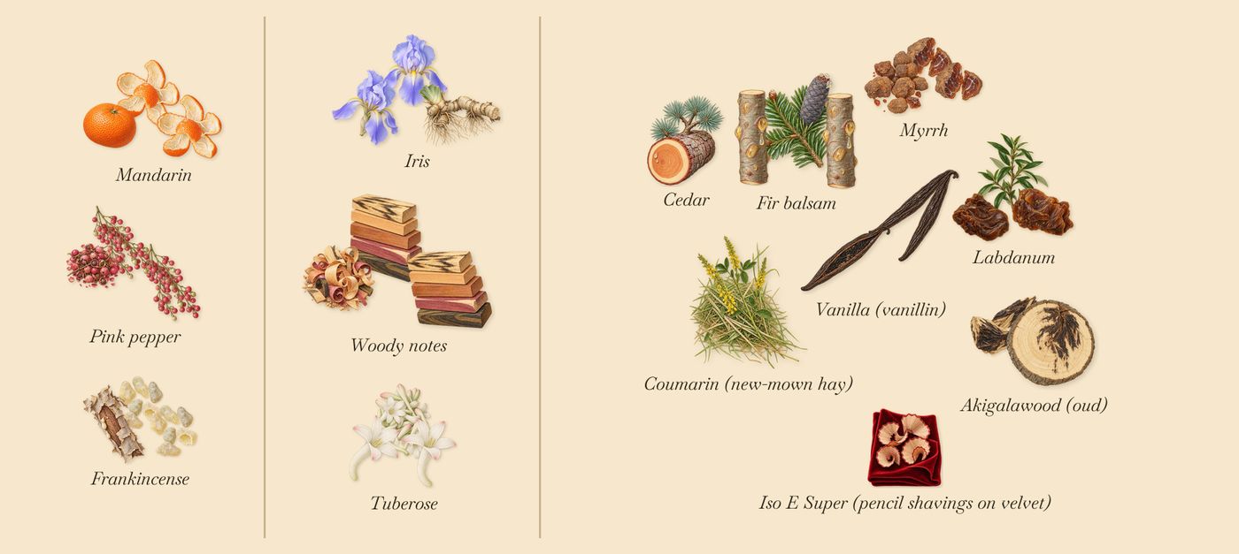 Rêve de Myrrhe’s scent picture, a draft: frankincense, mandarin, pink pepper, iris, tuberose, woody notes drawn so far; dashed outlines where nothing is drawn yet