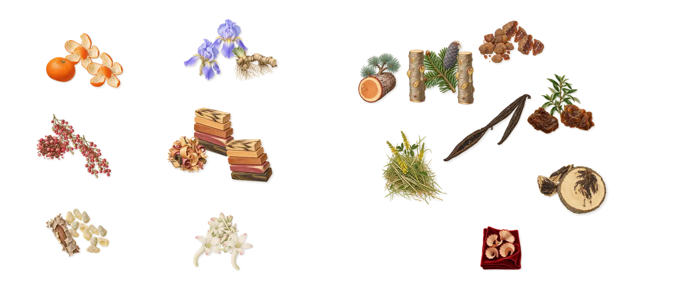 Rêve de Myrrhe’s scent picture, a draft: frankincense, mandarin, pink pepper, iris, tuberose, woody notes drawn so far; dashed outlines where nothing is drawn yet
