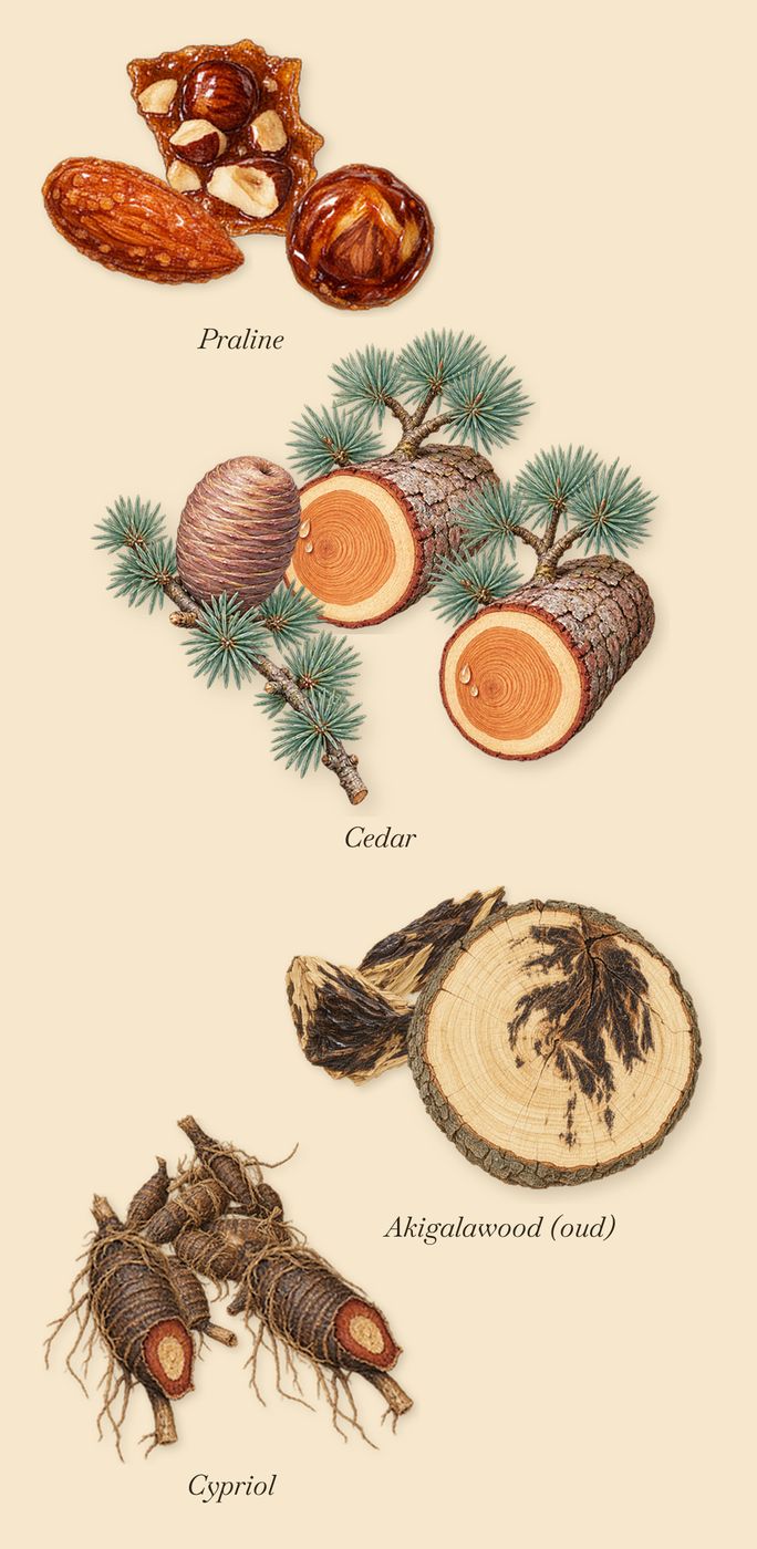 Safran Royal, as it settles: Cedar, Praline, Cypriol, Akigalawood (oud)