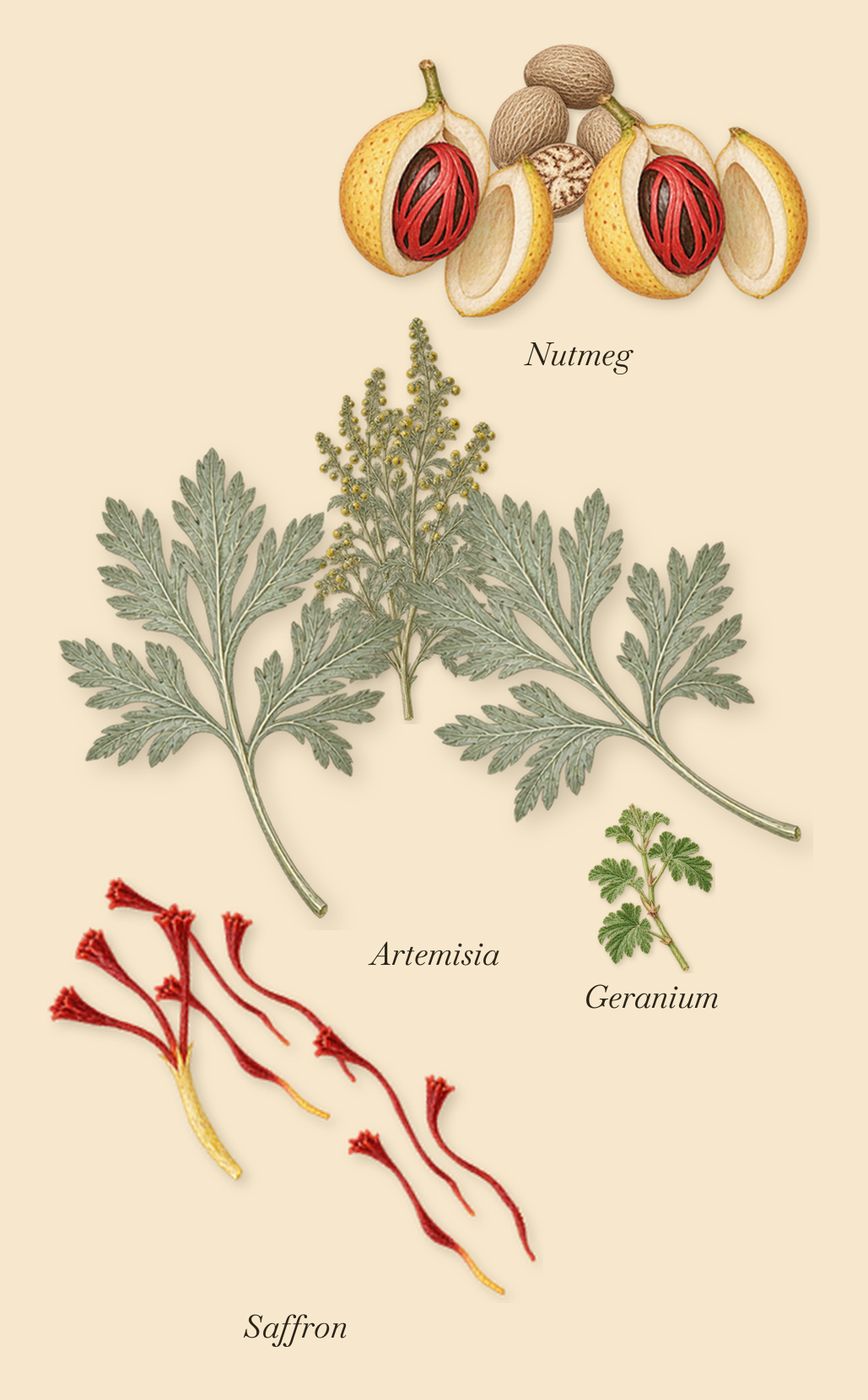 Safran Royal, when you spray it: Saffron, Artemisia, Nutmeg, Geranium