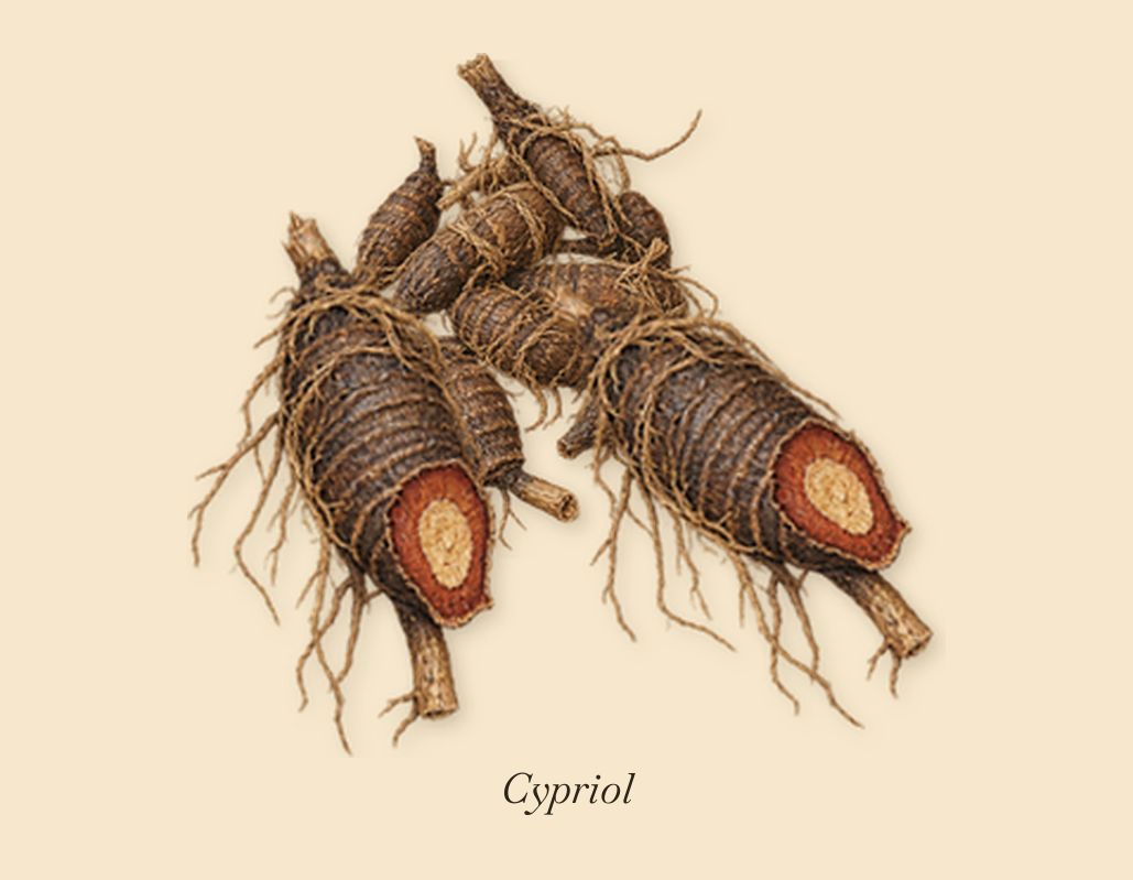 Santal Boisé, as it settles: Cypriol