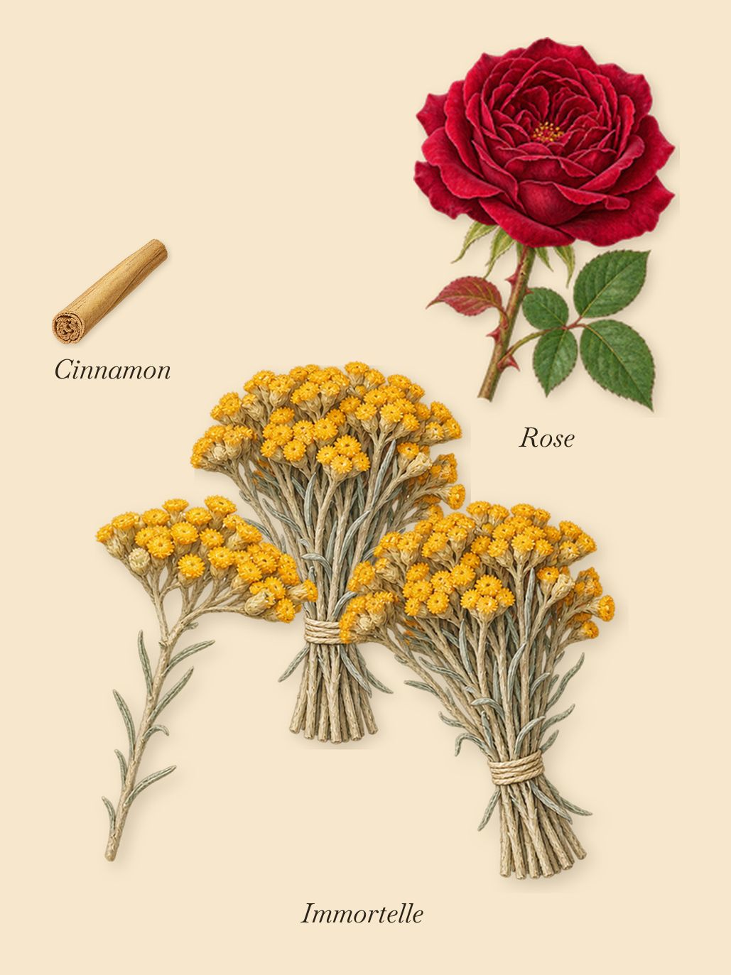 Tabac Impérial, as it settles: Immortelle, Cinnamon, Rose