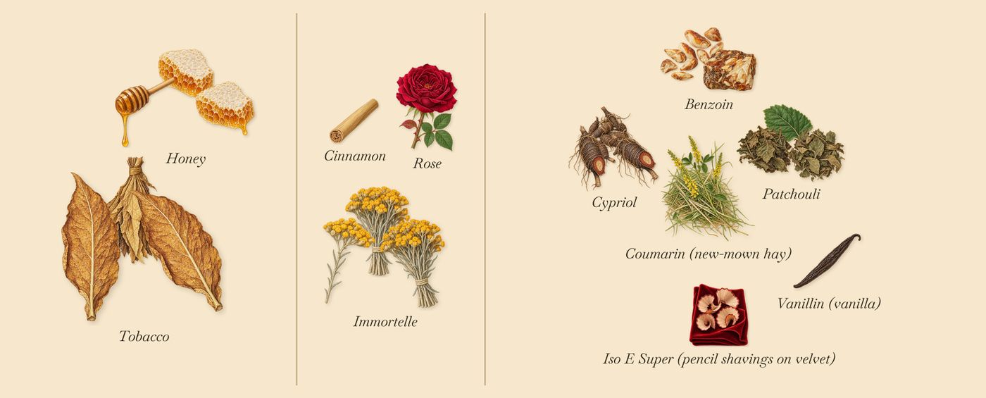 Tabac Impérial’s scent picture, a draft: tobacco, honey, immortelle, patchouli, cypriol, benzoin drawn so far; dashed outlines where nothing is drawn yet