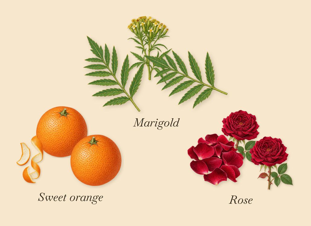 Vanille Rouge, when you spray it: Rose, Marigold, Sweet orange