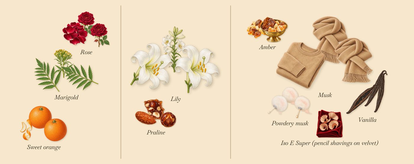 Vanille Rouge’s scent picture, a draft: rose, marigold, sweet orange, praline, lily, musk drawn so far; dashed outlines where nothing is drawn yet