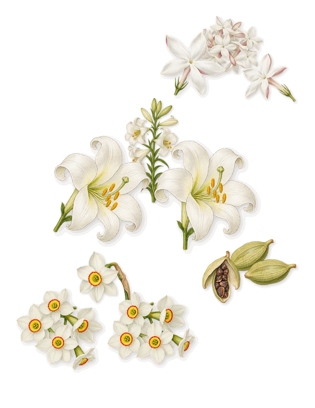 Versense, as it settles: Cardamom, Lily, Jasmine, Narcissus