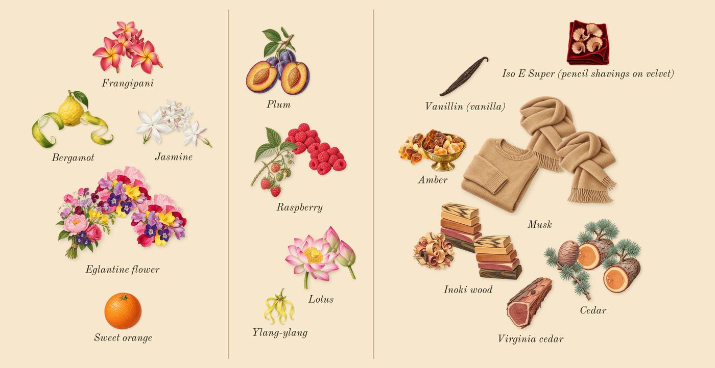 Woman’s scent picture, a draft: frangipani, jasmine, bergamot, eglantine flower, lotus, plum drawn so far; dashed outlines where nothing is drawn yet