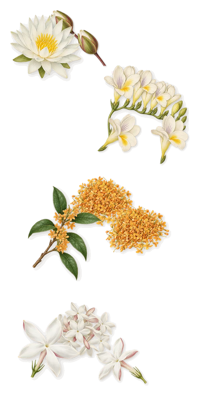 Yellow Diamond Intense, as it settles: Jasmine, Osmanthus, Freesia, Water lily