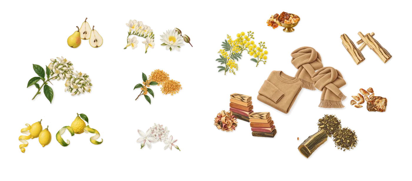 Yellow Diamond Intense’s scent picture, a draft: bergamot, lemon, neroli, pear, jasmine, osmanthus drawn so far; dashed outlines where nothing is drawn yet