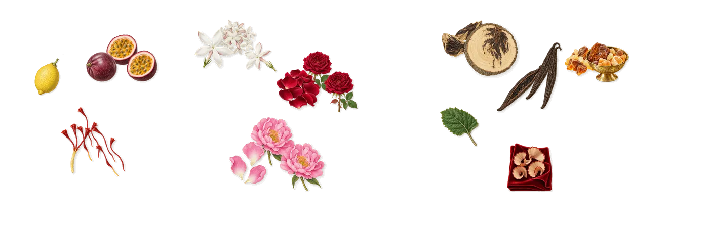 San Ysidro Drive’s scent picture, a draft: passion fruit, saffron, rose, jasmine, amber, oud drawn so far; dashed outlines where nothing is drawn yet