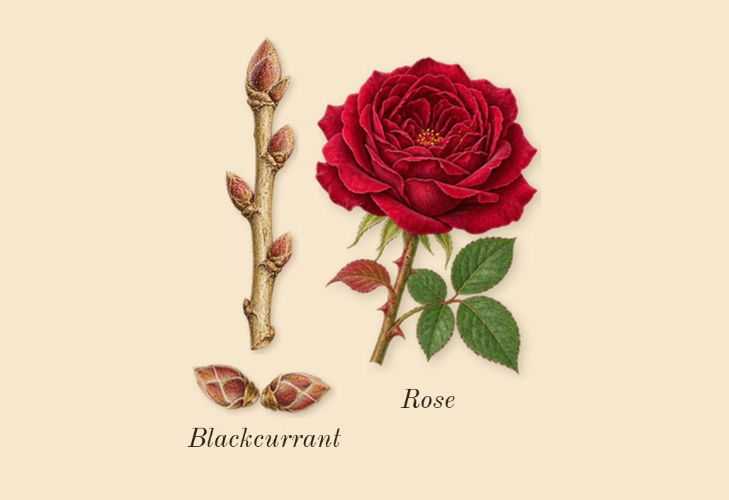 Bonbon Berry Jelly, heart: Blackcurrant, Rose