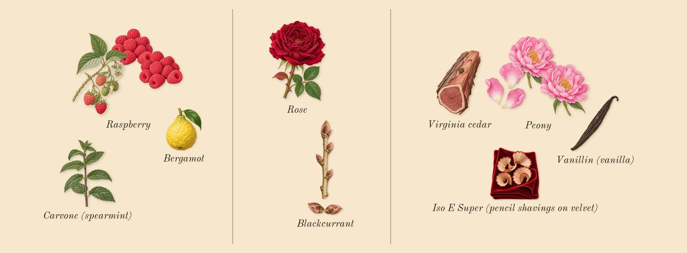 Bonbon Berry Jelly’s scent picture, a draft: raspberry, blackcurrant, peony, virginia cedar, bergamot, rose drawn so far; dashed outlines where nothing is drawn yet