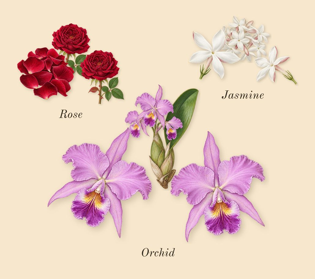 Flowerbomb, heart: Rose, Jasmine, Orchid
