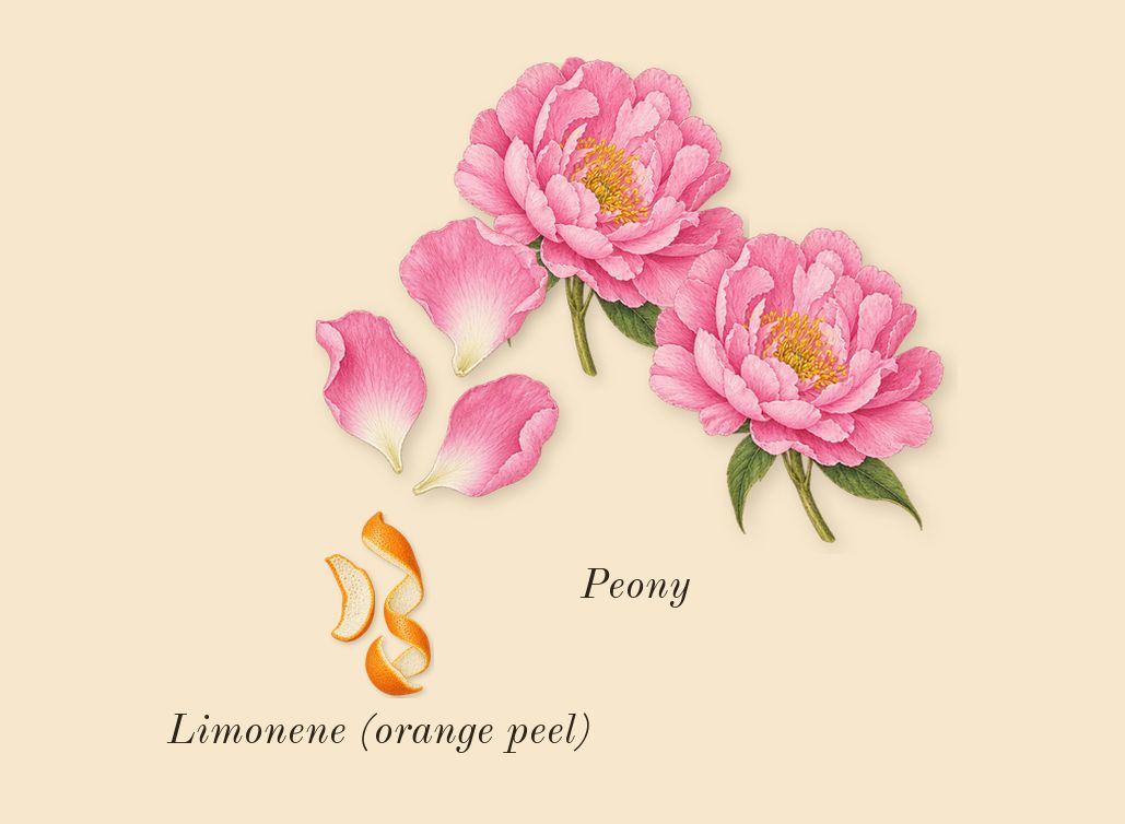 Flowerbomb, top notes: Peony, Limonene (orange peel)