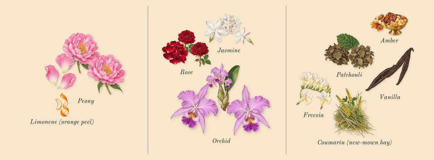 Flowerbomb’s scent picture, a draft: peony, rose, freesia, jasmine, orchid, amber drawn so far; dashed outlines where nothing is drawn yet