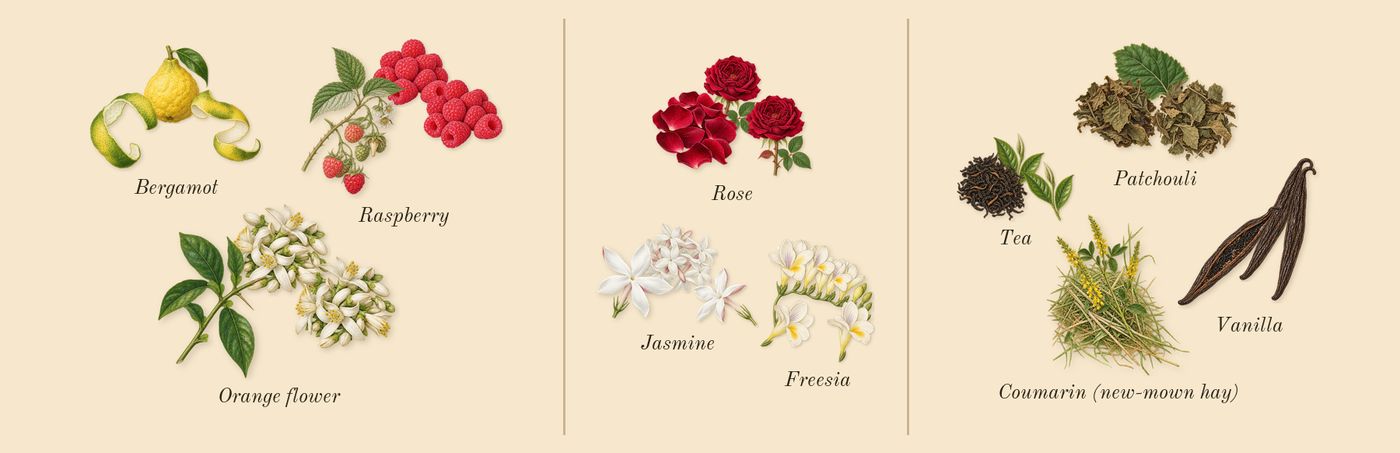 Flowerbomb Extreme’s scent picture, a draft: raspberry, rose, vanilla, bergamot, tea, jasmine drawn so far; dashed outlines where nothing is drawn yet