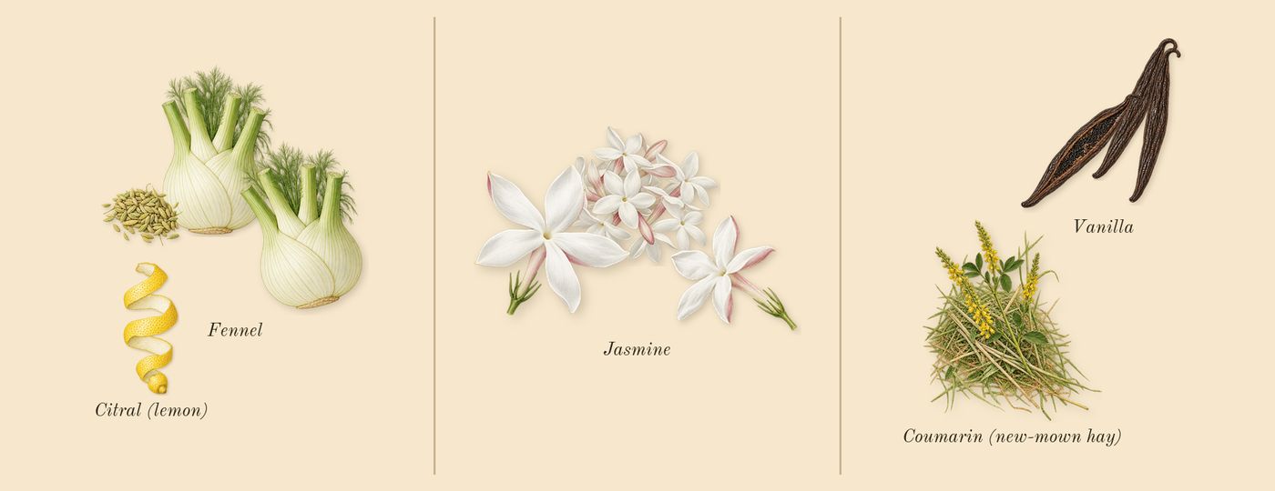Good Fortune’s scent picture, a draft: fennel, jasmine, vanilla, coumarin (new-mown hay), citral (lemon) drawn so far; dashed outlines where nothing is drawn yet