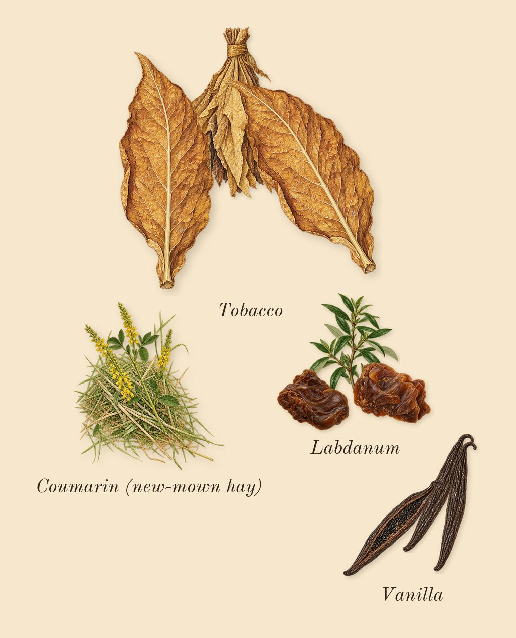 Spicebomb Extreme, dry-down: Labdanum, Tobacco, Vanilla, Coumarin (new-mown hay)