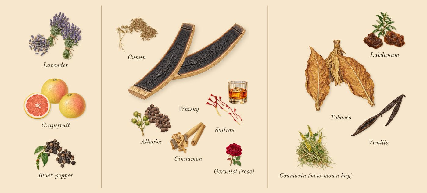 Spicebomb Extreme’s scent picture, a draft: black pepper, saffron, labdanum, lavender, cinnamon, tobacco drawn so far; dashed outlines where nothing is drawn yet
