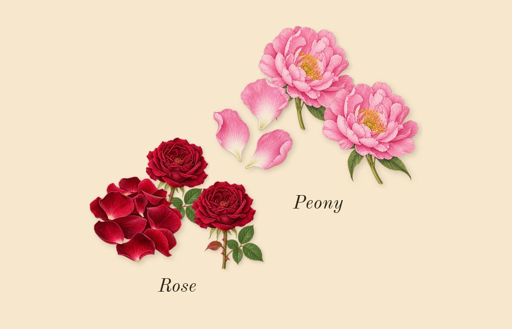 Peony Couture, heart: Peony, Rose