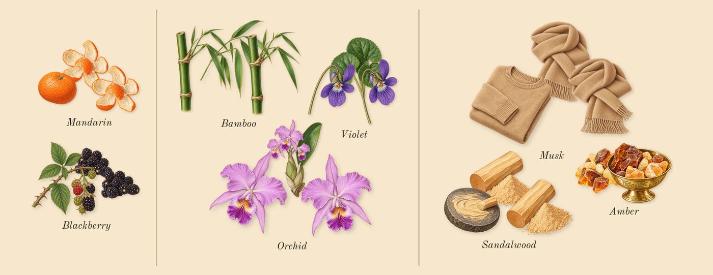 Room Service’s scent picture, a draft: mandarin, blackberry, orchid, bamboo, violet, amber drawn so far; dashed outlines where nothing is drawn yet