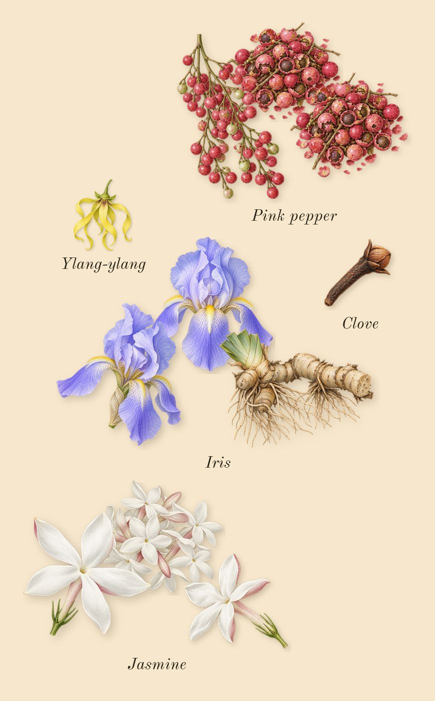 Accento, heart: Iris, Jasmine, Pink pepper, Ylang-ylang, Clove