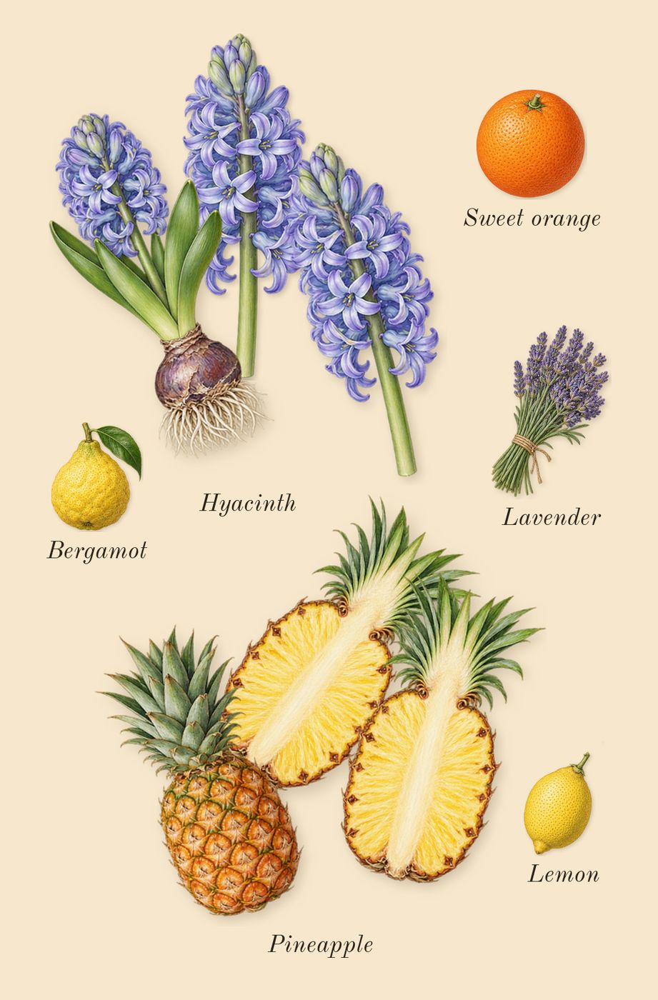 Accento, top notes: Pineapple, Hyacinth, Bergamot, Sweet orange, Lemon, Lavender