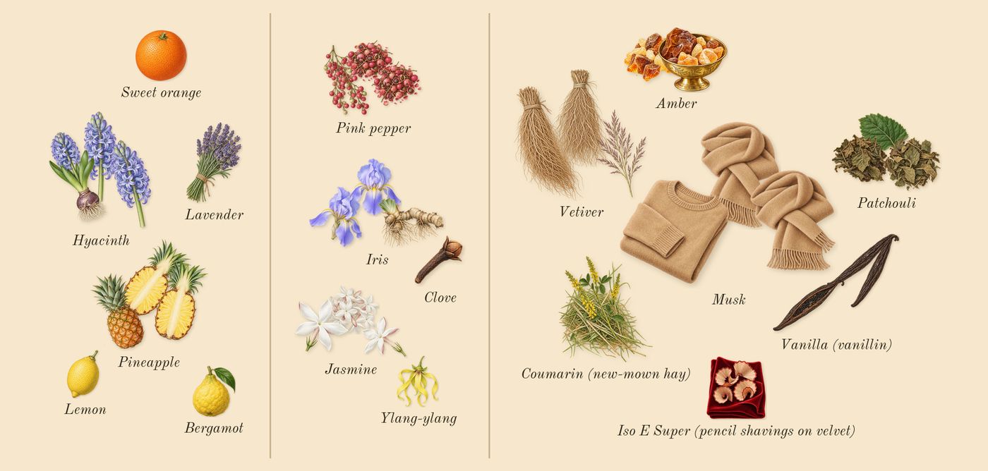 Accento’s scent picture, a draft: pineapple, hyacinth, iris, jasmine, pink pepper, amber drawn so far; dashed outlines where nothing is drawn yet