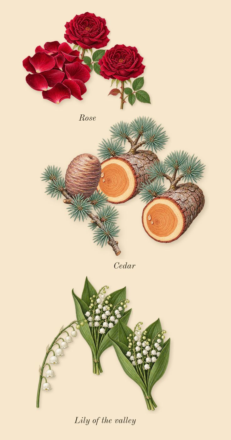 Alexandria II, heart: Cedar, Lily of the valley, Rose