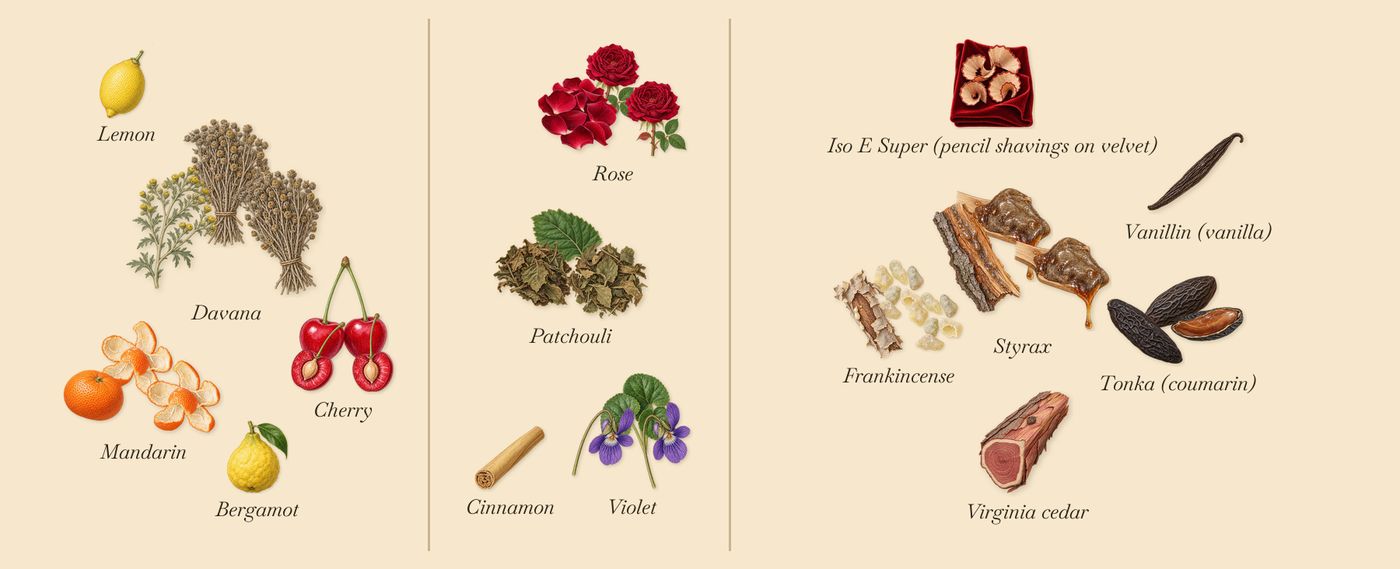 Avanguardia’s scent picture, a draft: mandarin, davana, cherry, violet, rose, patchouli drawn so far; dashed outlines where nothing is drawn yet