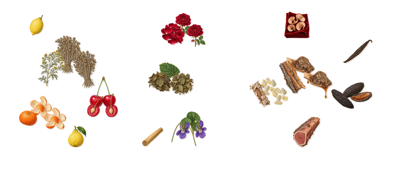 Avanguardia’s scent picture, a draft: mandarin, davana, cherry, violet, rose, patchouli drawn so far; dashed outlines where nothing is drawn yet