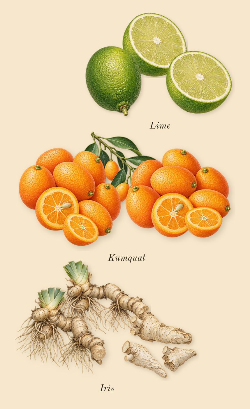 Dama Bianca, top notes: Lime, Kumquat, Iris