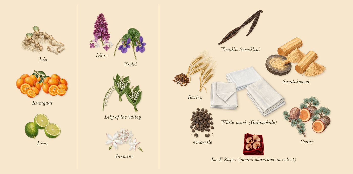 Dama Bianca’s scent picture, a draft: lime, kumquat, iris, jasmine, lily of the valley, violet drawn so far; dashed outlines where nothing is drawn yet