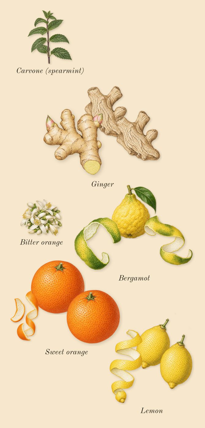 Erba Gold, top notes: Lemon, Sweet orange, Bergamot, Ginger, Bitter orange, Carvone (spearmint)