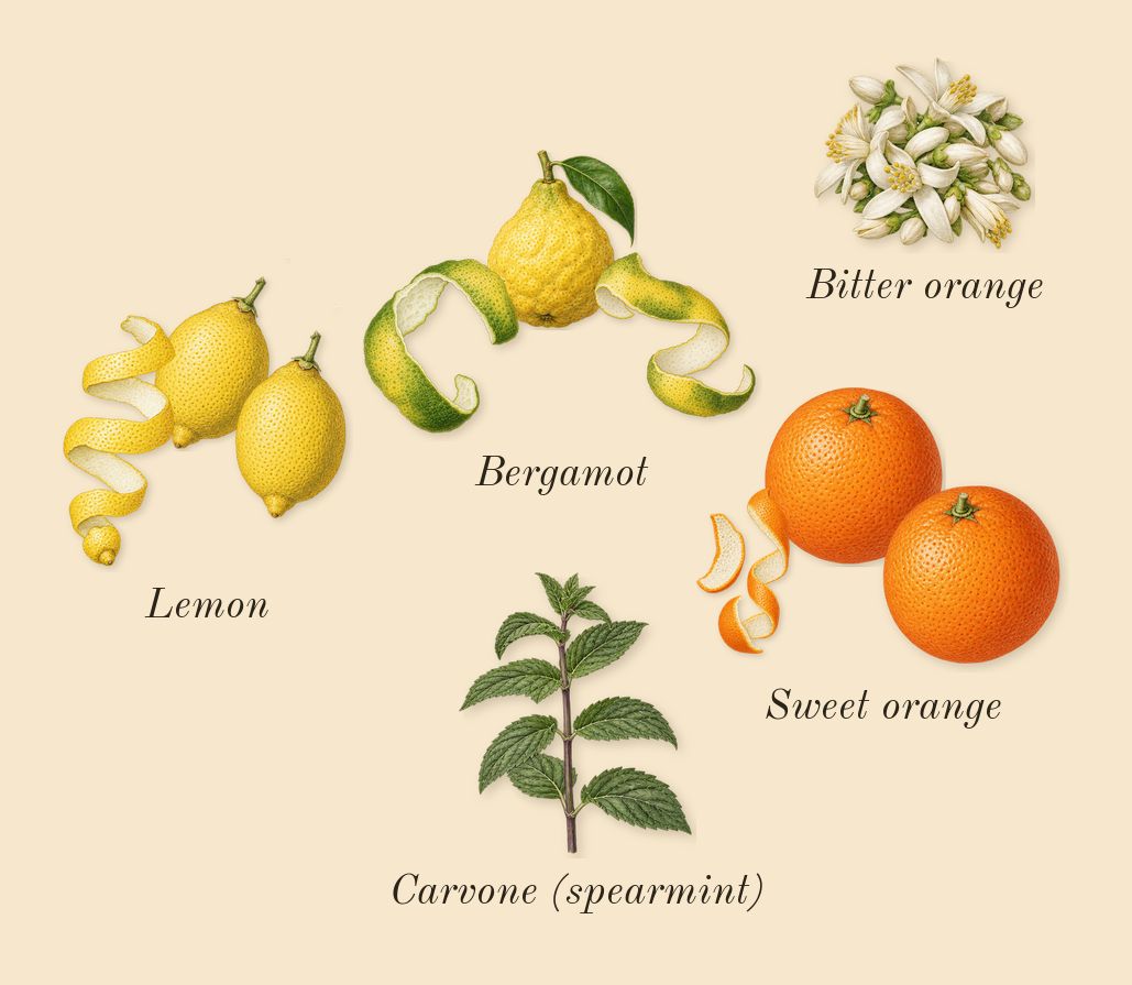 Erba Pura, top notes: Lemon, Bergamot, Sweet orange, Bitter orange, Carvone (spearmint)