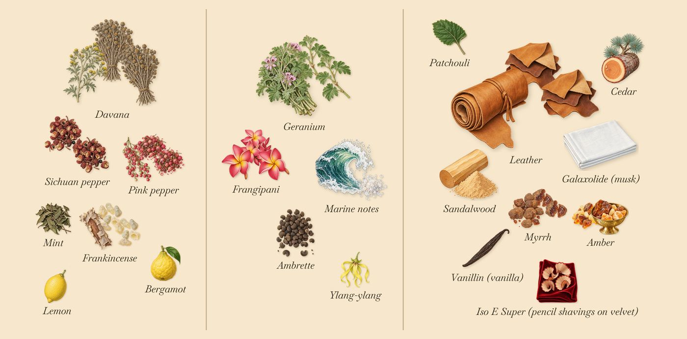 Fierezza’s scent picture, a draft: pink pepper, davana, sichuan pepper, frankincense, geranium, marine notes drawn so far; dashed outlines where nothing is drawn yet