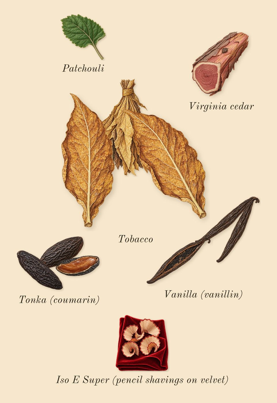 Naxos, dry-down: Vanilla (vanillin), Tobacco, Tonka (coumarin), Patchouli, Virginia cedar, Iso E Super (pencil shavings on velvet)